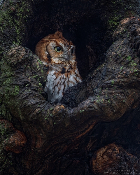 Eastern Screech-Owl