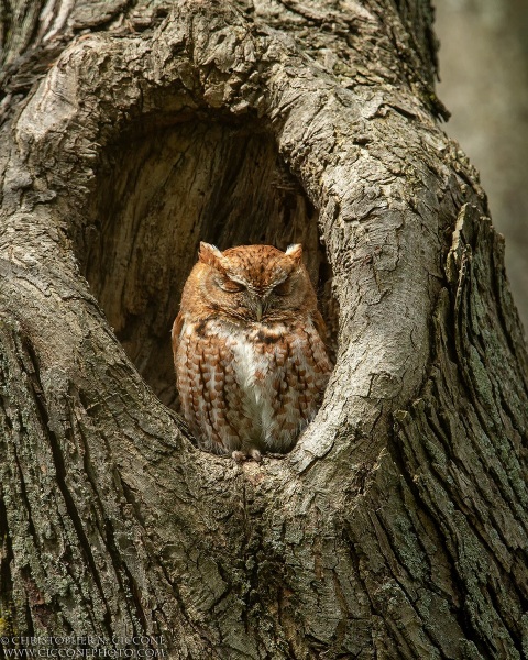 Eastern Screech-Owl