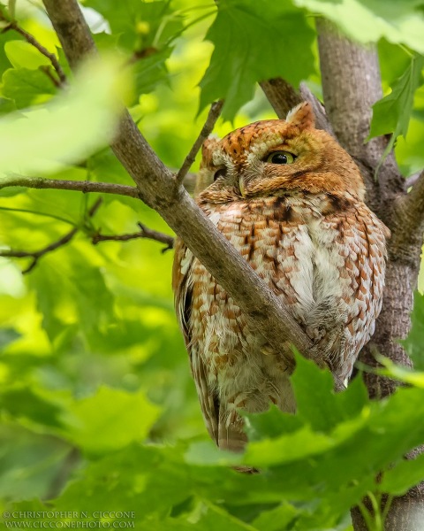 Eastern Screech-Owl