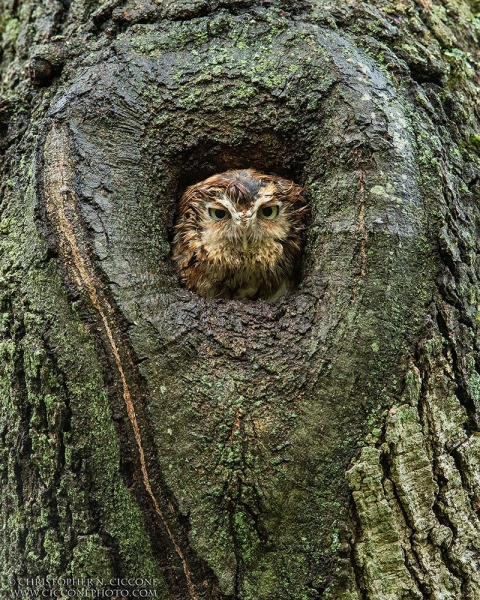 Eastern Screech-Owl