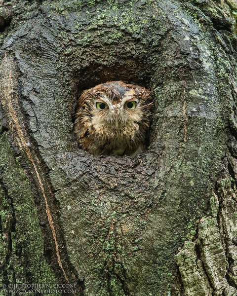 Eastern Screech-Owl