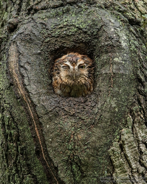 Eastern Screech-Owl