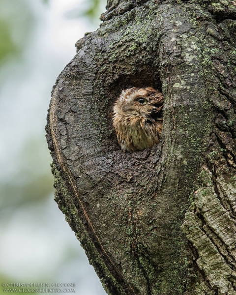 Eastern Screech-Owl