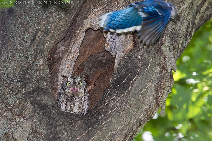 Eastern Screech-Owl