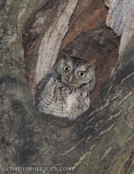 Eastern Screech-Owl