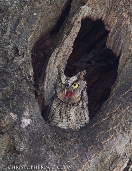 Eastern Screech-Owl