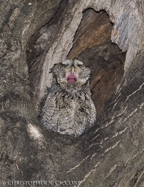 Eastern Screech-Owl