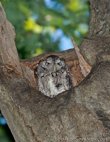 Eastern Screech-Owl