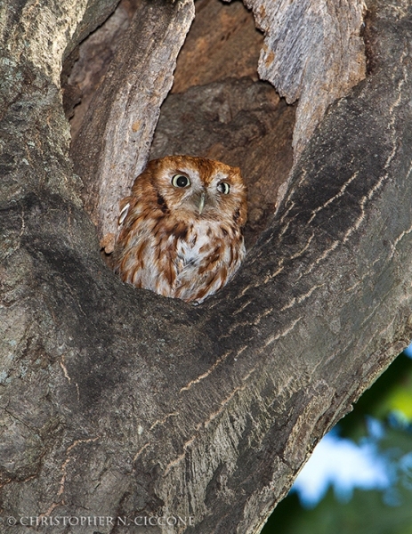 Eastern Screech-Owl