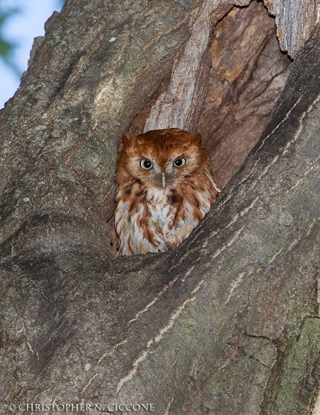 Eastern Screech-Owl