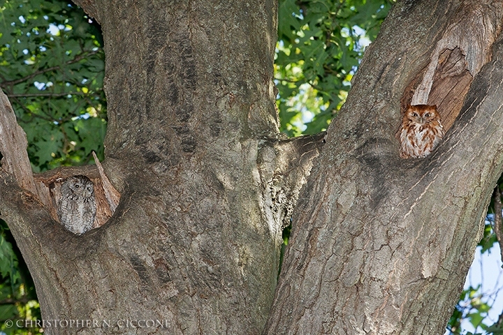 Eastern Screech-Owl