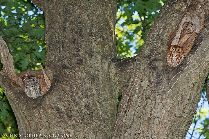 Eastern Screech-Owl