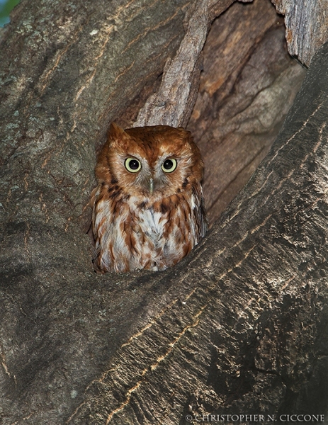 Eastern Screech-Owl