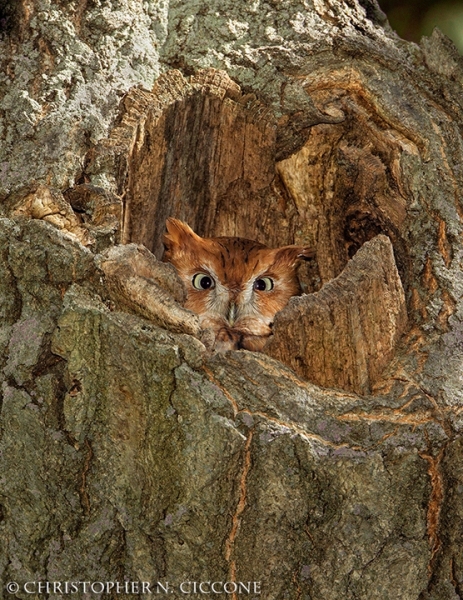 Eastern Screech-Owl