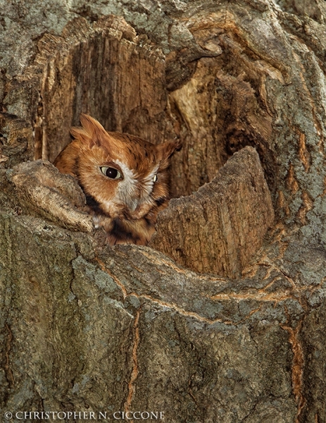 Eastern Screech-Owl