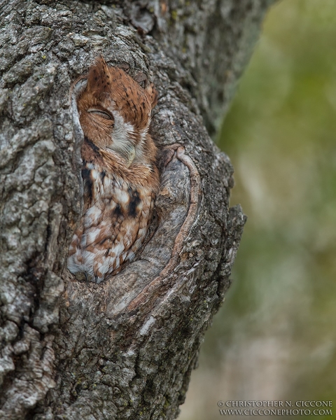 Eastern Screech-Owl