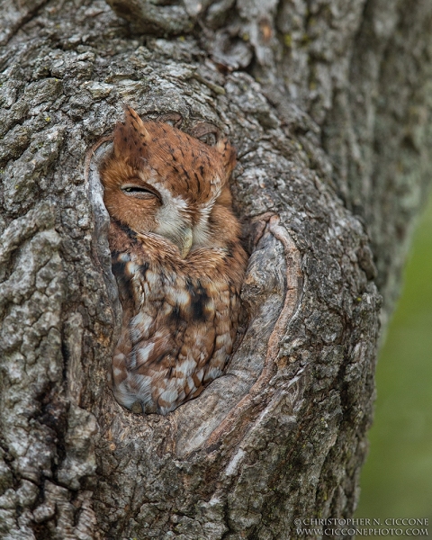 Eastern Screech-Owl