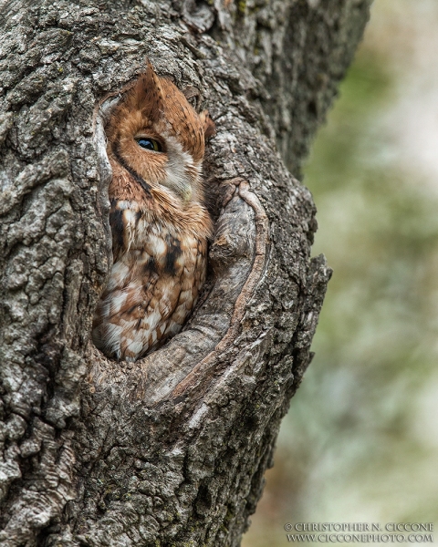 Eastern Screech-Owl