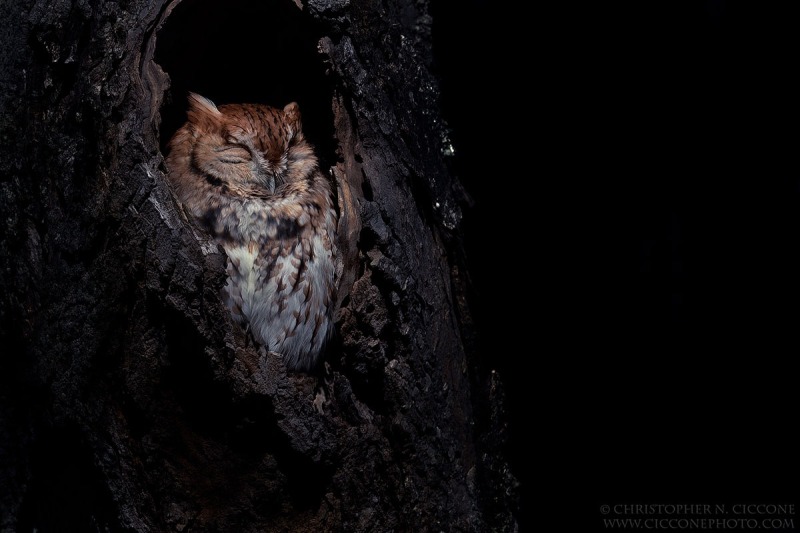 Eastern Screech-Owl