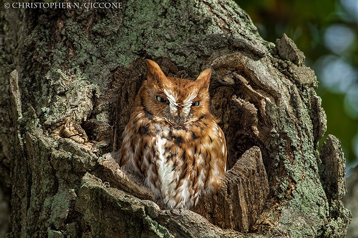 Eastern Screech-Owl