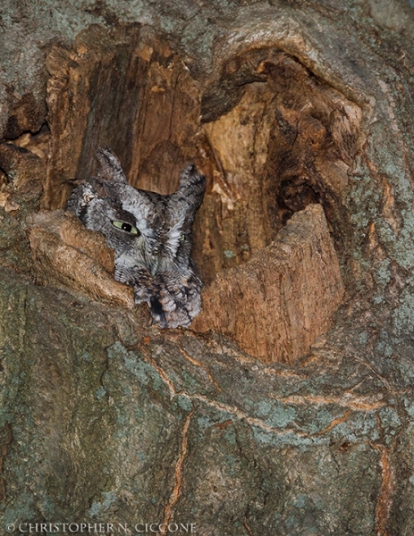 Eastern Screech-Owl