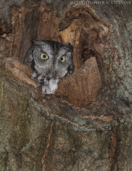 Eastern Screech-Owl