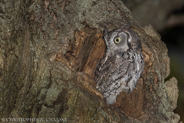 Eastern Screech-Owl