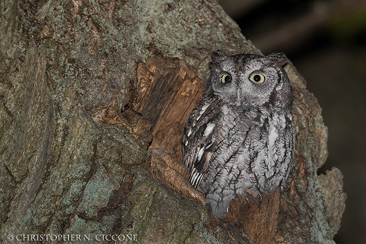 Eastern Screech-Owl