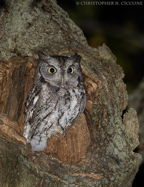 Eastern Screech-Owl