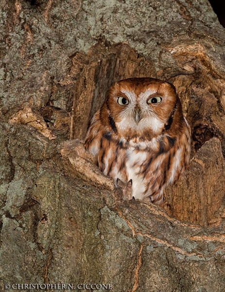 Eastern Screech-Owl