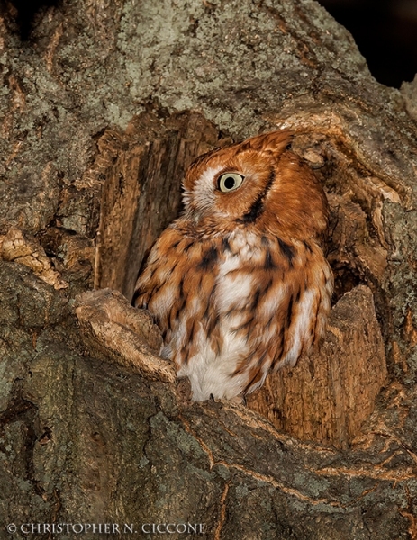 Eastern Screech-Owl