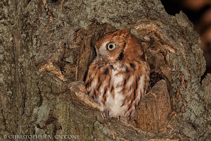 Eastern Screech-Owl