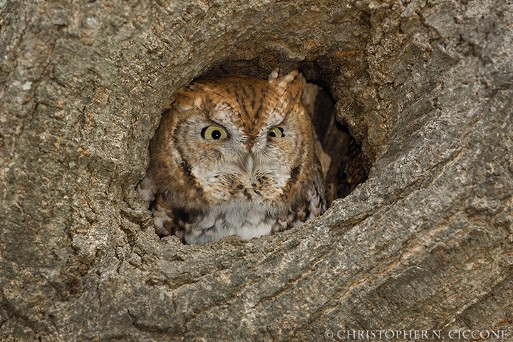 Eastern Screech-Owl