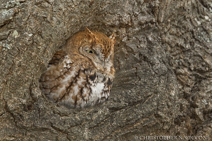 Eastern Screech-Owl