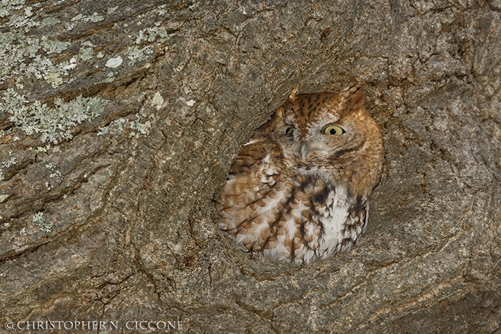 Eastern Screech-Owl