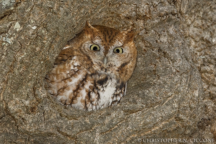 Eastern Screech-Owl