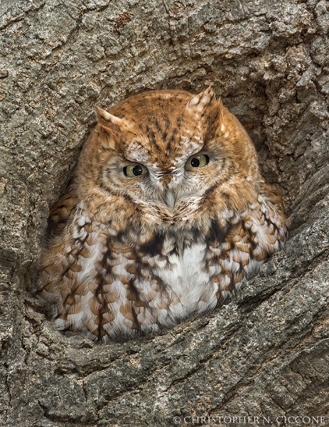 Eastern Screech-Owl