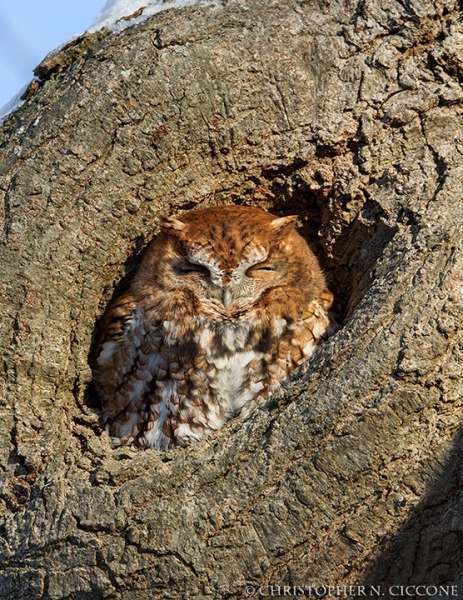 Eastern Screech-Owl