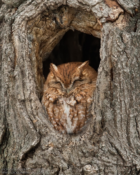 Eastern Screech-Owl