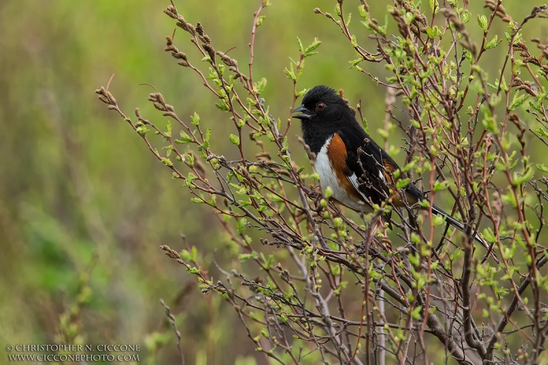 Eastern Towhee