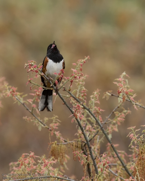 Eastern Towhee