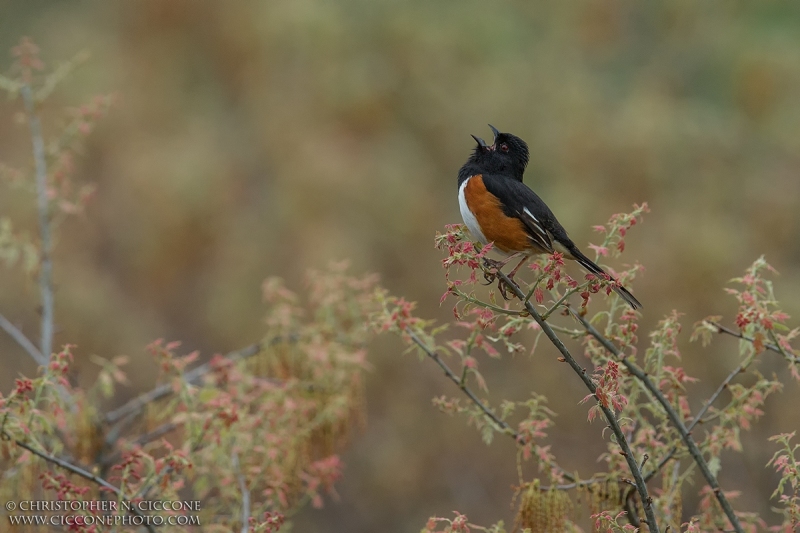 Eastern Towhee