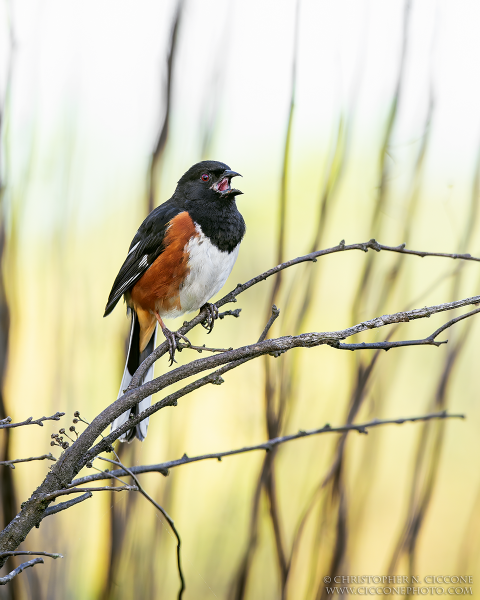 Eastern Towhee