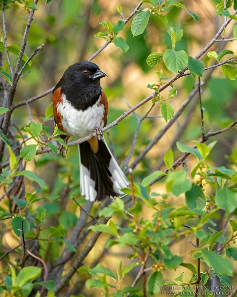 Eastern Towhee