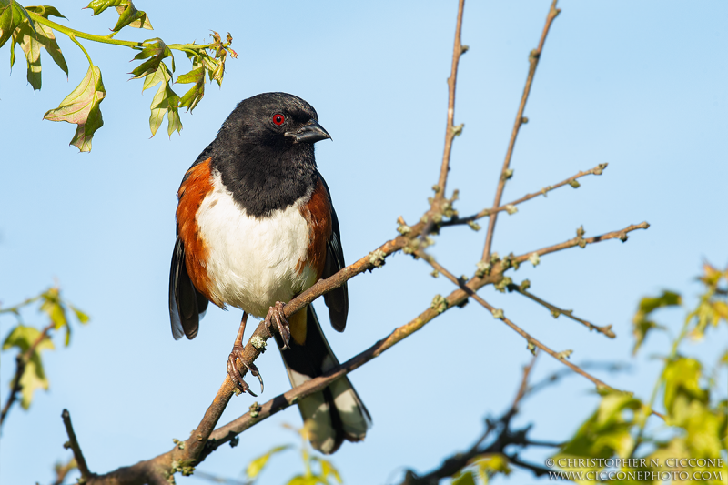 Eastern Towhee