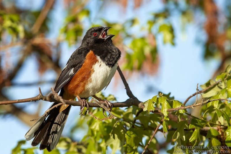 Eastern Towhee