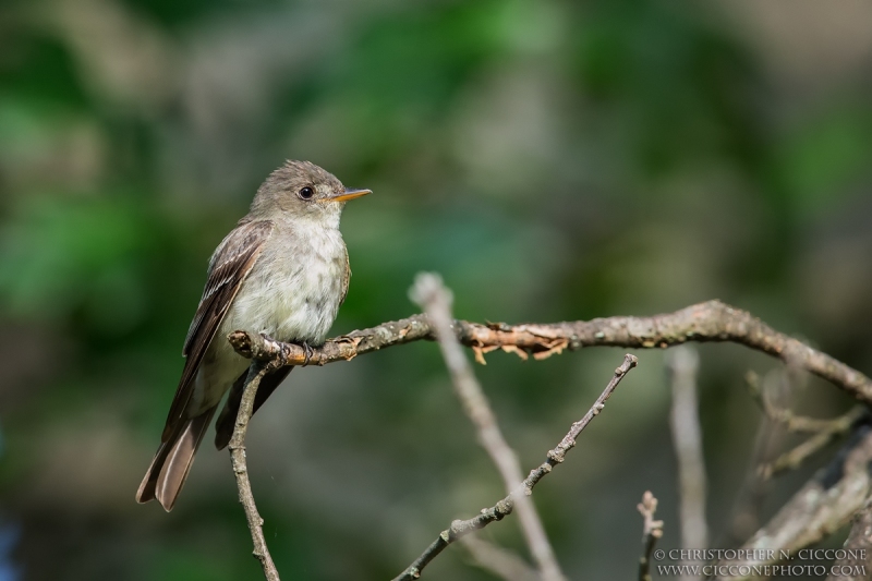 Eastern Wood-Pewee