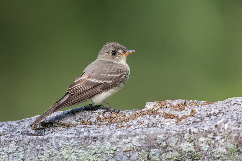 Eastern Wood-Pewee