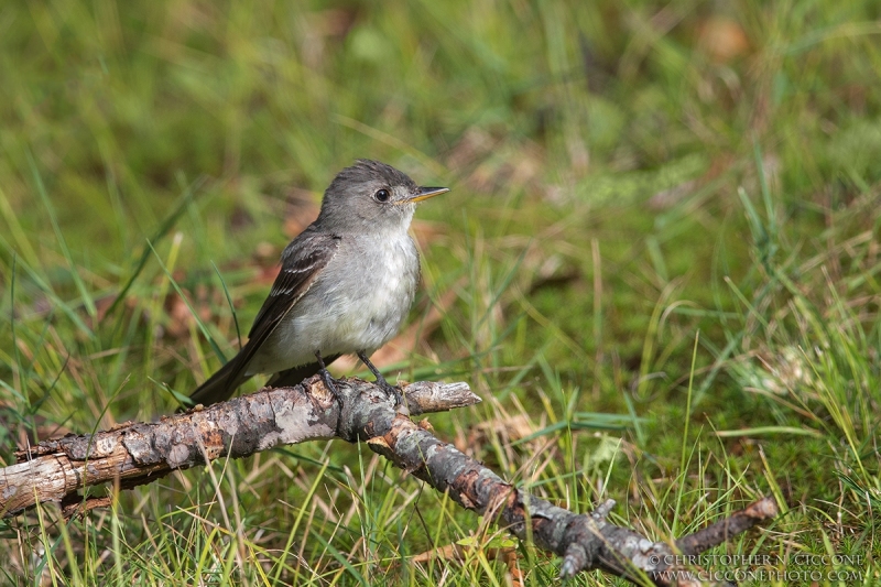 Eastern Wood-Pewee