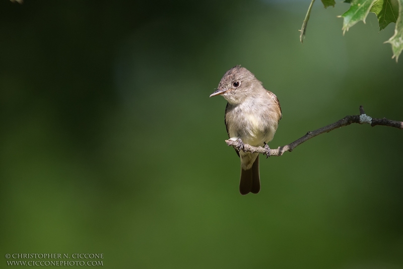 Eastern Wood-Pewee